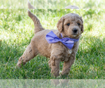 Small #4 Goldendoodle (Miniature)