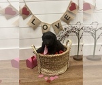 Small Photo #4 Aussiedoodle Miniature  Puppy For Sale in CENTRALIA, IL, USA