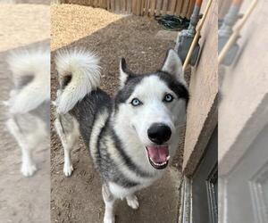 Siberian Husky Dogs for adoption in London, Ontario, Canada