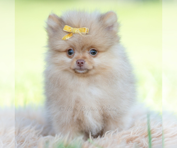 Medium Photo #3 Pomeranian Puppy For Sale in WARSAW, IN, USA