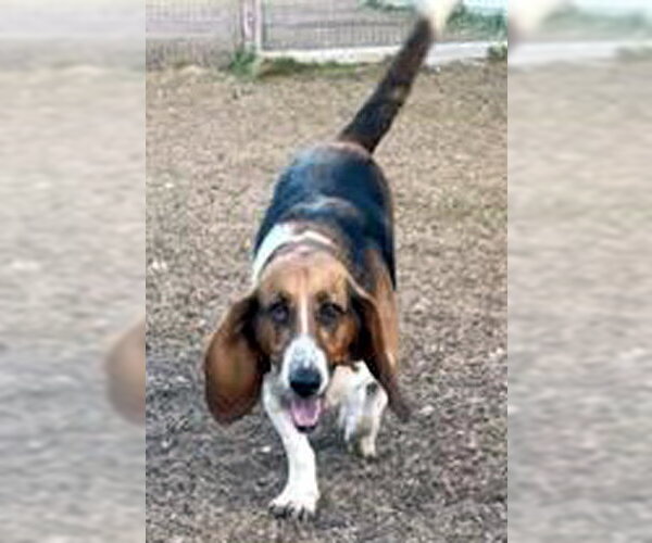 Medium Photo #5 Basset Hound Puppy For Sale in Deepwater, NJ, USA