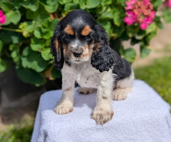 Medium Photo #3 Cocker Spaniel Puppy For Sale in GOSHEN, IN, USA
