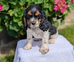 Small #2 Cocker Spaniel