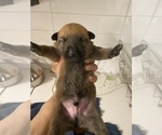 Small Photo #14 Malinois Puppy For Sale in BRONX, NY, USA