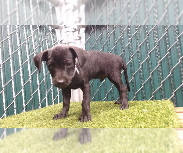 Medium Photo #1 - Mix Puppy For Sale in Downey, CA, USA