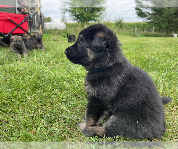 Medium Photo #3 German Shepherd Dog Puppy For Sale in BLANCHARDVILLE, WI, USA