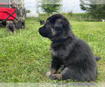 Small Photo #3 German Shepherd Dog Puppy For Sale in BLANCHARDVILLE, WI, USA