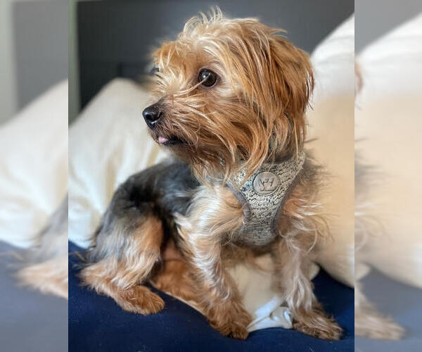 Medium Photo #1 Mutt Puppy For Sale in St. Louis Park, MN, USA