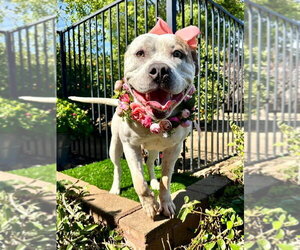 American Bulldog-Unknown Mix Dogs for adoption in Redlands, CA, USA