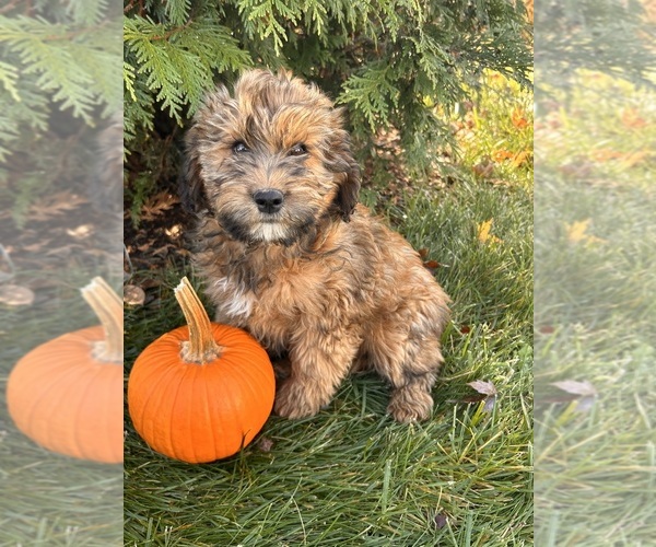 Medium Photo #2 Mini Whoodle (Wheaten Terrier/Miniature Poodle) Puppy For Sale in MIDDLEBURY, IN, USA