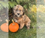 Small #1 Mini Whoodle (Wheaten Terrier/Miniature Poodle)