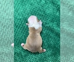 Small Photo #12 Boston Terrier Puppy For Sale in TULARE, CA, USA