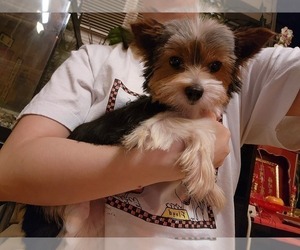 Biewer Terrier Puppy for sale in CLACKAMAS, OR, USA