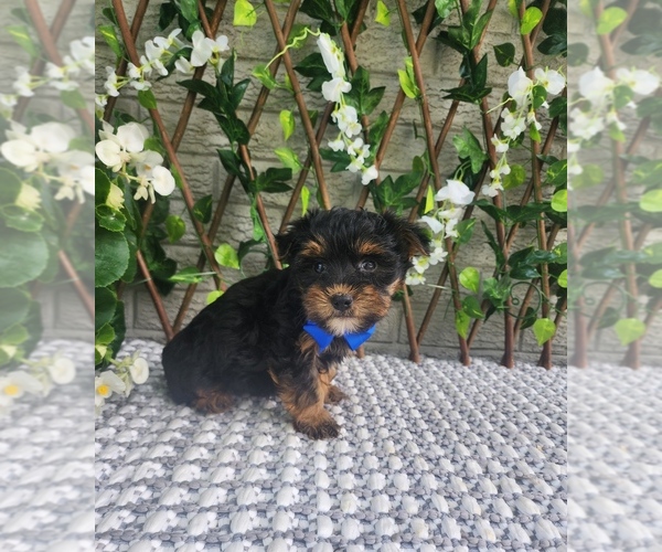 Medium Photo #3 Morkie Puppy For Sale in INDIANAPOLIS, IN, USA