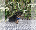 Small #2 Morkie