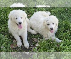 Great Pyrenees Puppy for sale in MONROE CITY, MO, USA