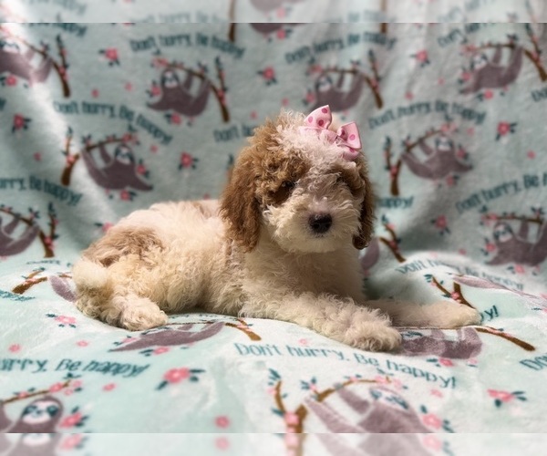 Medium Photo #6 Poodle (Miniature) Puppy For Sale in LAKELAND, FL, USA