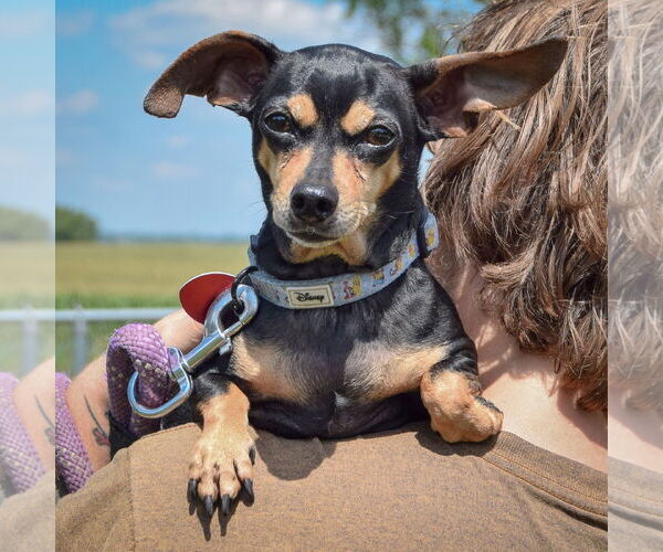 Medium Photo #4 Chiweenie Puppy For Sale in Huntley, IL, USA