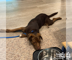 Small #5 Labrador Retriever Mix