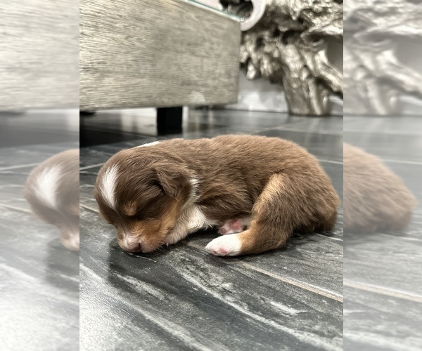 Medium Photo #4 Australian Shepherd Puppy For Sale in NEW BRAUNFELS, TX, USA