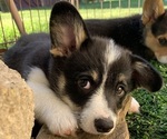 Puppy Tri female 4 Pembroke Welsh Corgi