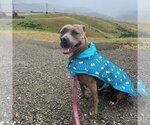 Small #9 American Pit Bull Terrier Mix