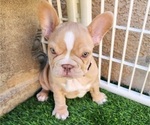 Small #10 French Bulldog