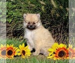 Small Photo #1 Pomeranian Puppy For Sale in PARADISE, PA, USA