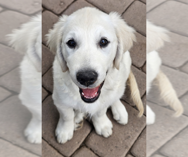 Medium Photo #3 English Cream Golden Retriever Puppy For Sale in GILBERT, AZ, USA