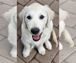 Small #2 English Cream Golden Retriever