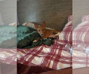 Basenji Puppy for sale in SAN BERNARDINO, CA, USA