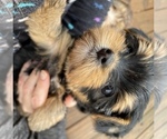 Small #1 Biewer Yorkie