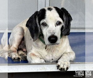 Beagle-Unknown Mix Dogs for adoption in Washington, DC, USA
