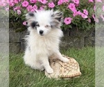 Olaf - Male Pomeranian Puppy for Sale - Photo #3