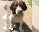 Small Photo #20 German Shorthaired Pointer Puppy For Sale in AMARILLO, TX, USA