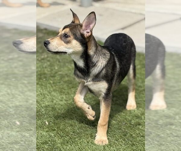 Medium Photo #7 Mutt Puppy For Sale in La Verne, CA, USA