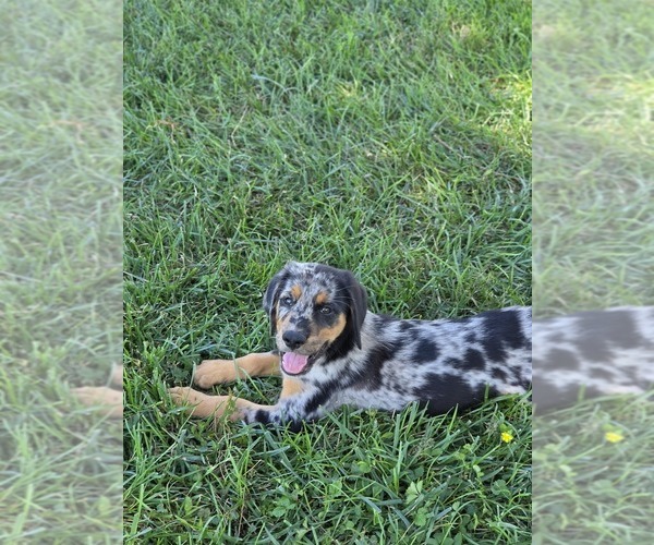 Medium Photo #1 Aussiedor Puppy For Sale in MADISON, VA, USA