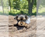 Small #8 Yorkshire Terrier