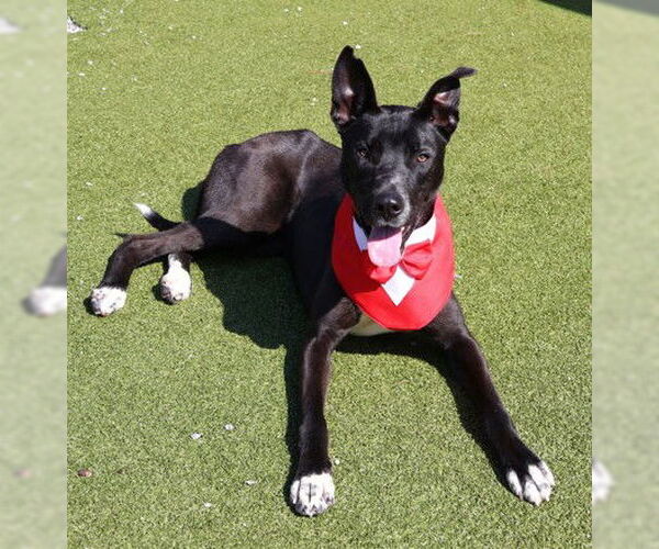 Medium Photo #2 Australian Kelpie-Unknown Mix Puppy For Sale in Rockaway, NJ, USA