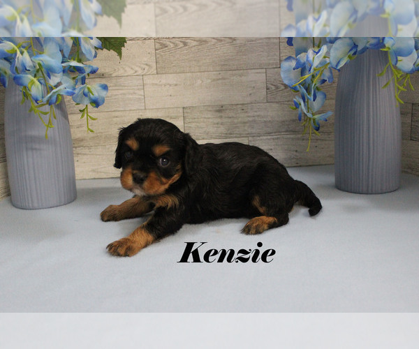 Medium Photo #13 Cavalier King Charles Spaniel Puppy For Sale in CHANUTE, KS, USA