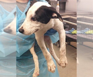 Staffordshire Bull Terrier-Unknown Mix Dogs for adoption in Oklahoma City, OK, USA