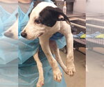 A480649 - Male Staffordshire Bull Terrier-Unknown Mix Dog for Adoption - Small photo