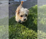 Small #2 Maltese Mix
