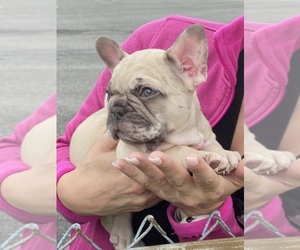 French Bulldog Puppy for sale in CHATTANOOGA, TN, USA