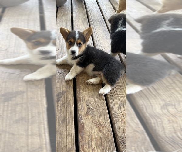 Medium Photo #1 Pembroke Welsh Corgi Puppy For Sale in POST, TX, USA