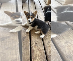Pembroke Welsh Corgi Puppy for sale in POST, TX, USA