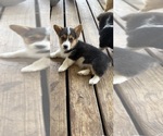 Image preview for Ad Listing. Nickname: Izzy