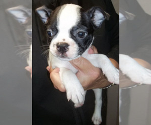 Boston Terrier Puppy for sale in MULINO, OR, USA