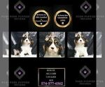 Puppy AKC Boscoe Cavalier King Charles Spaniel