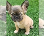 Small #9 French Bulldog